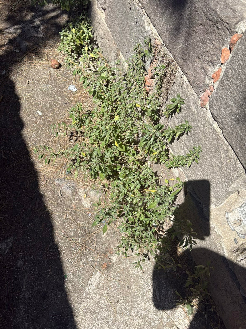 Salicornia da muro — Bild 2