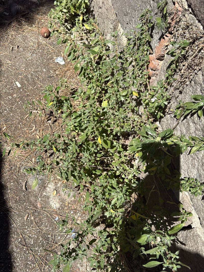 Salicornia da muro — Bild 1