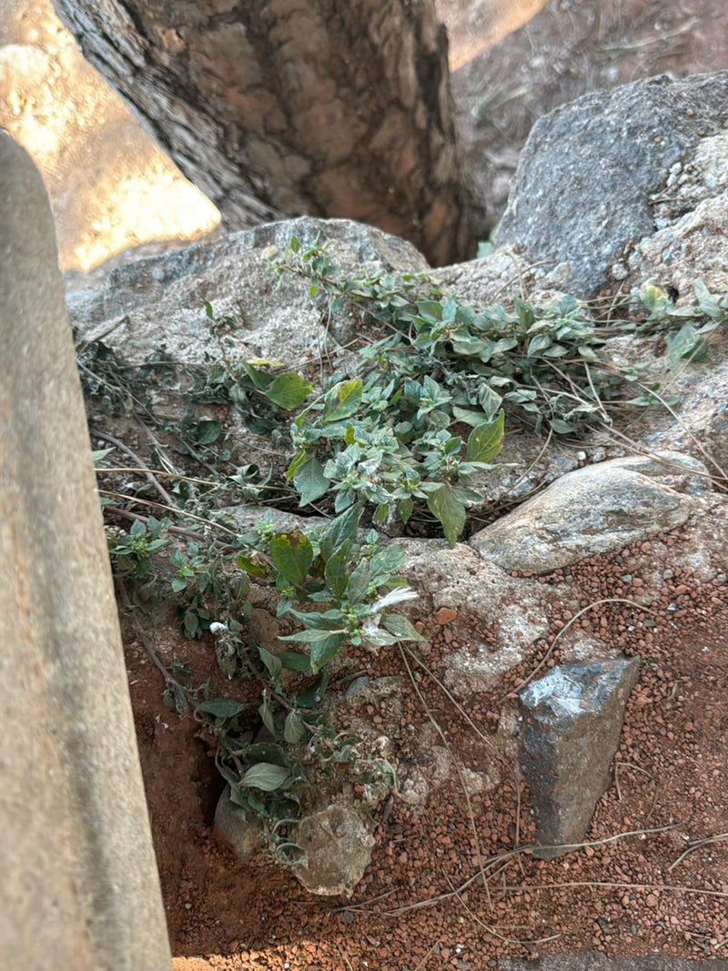 Salicornia da muro — Bild 5