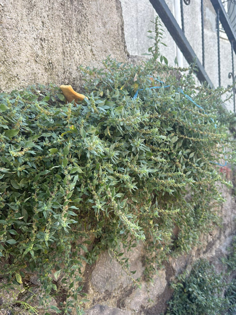 Salicornia da muro — Bild 4