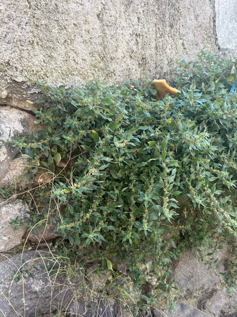 Salicornia da muro — Bild 3