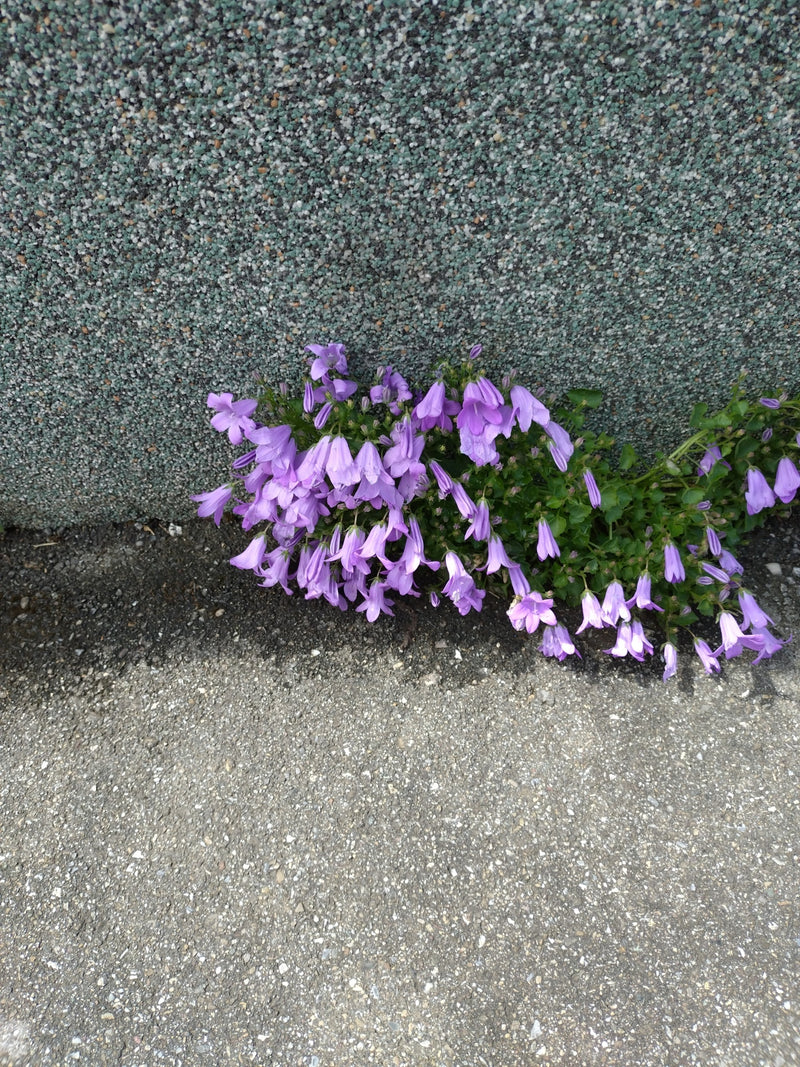 Si vede una campanula dei muri in fiore, che cresce alla base di un muro sul terreno. La pianta mostra numerosi fiori viola a forma di campana.