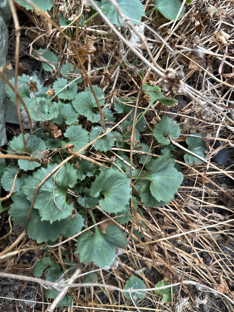 Una campanula di Portenschlag con le sue caratteristiche foglie basali verdi e dentate cresce tra residui vegetali secchi.