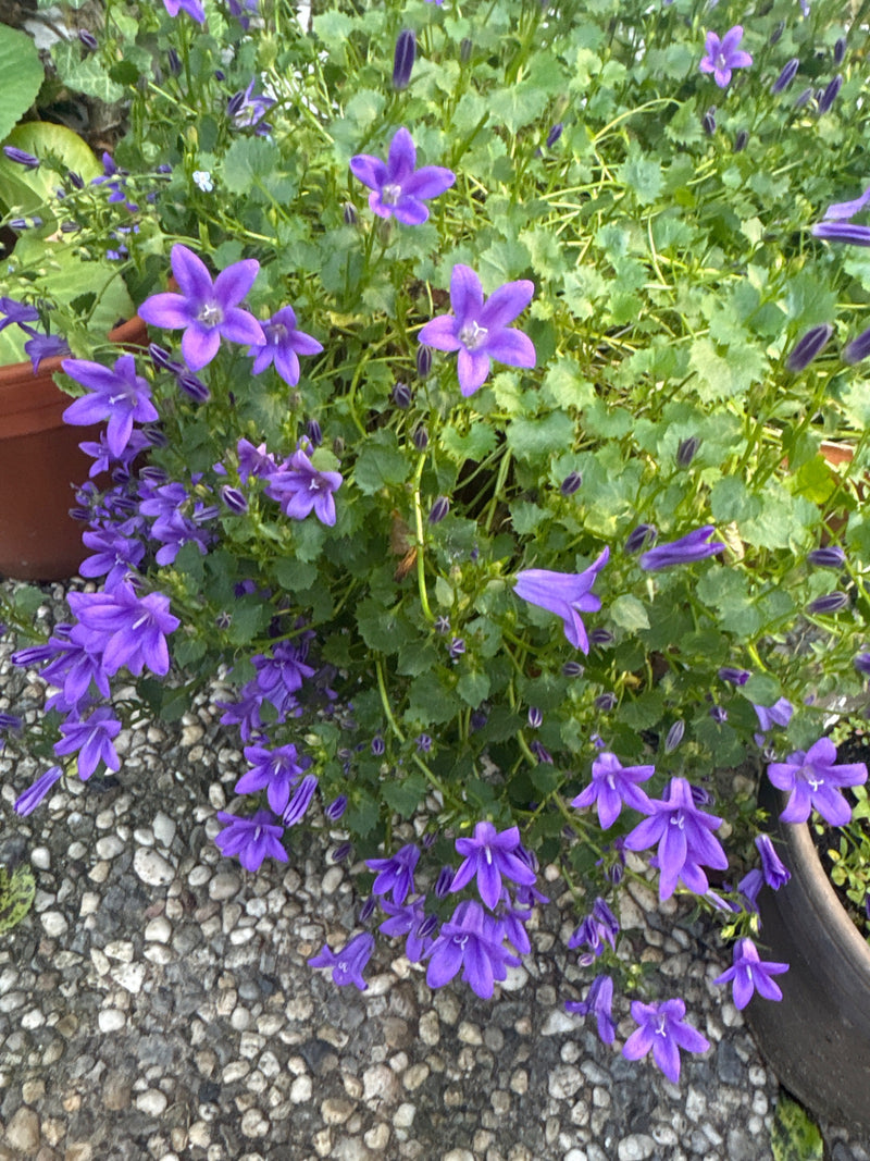 È visibile una campanula dei muri con numerosi fiori viola e foglie verdi. La pianta si trova in un vaso su una superficie di ghiaia.