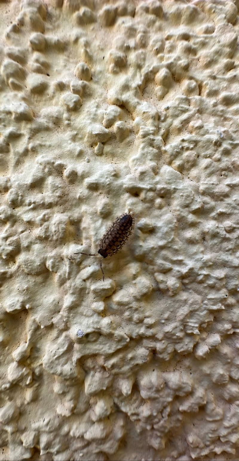 Profilo isopode da parete — Bild 1