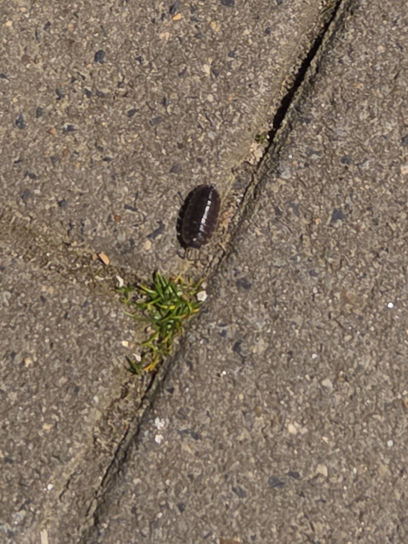 Un porcellino di terra striscia su un pavimento di pietra grigia vicino a una piccola pianta.