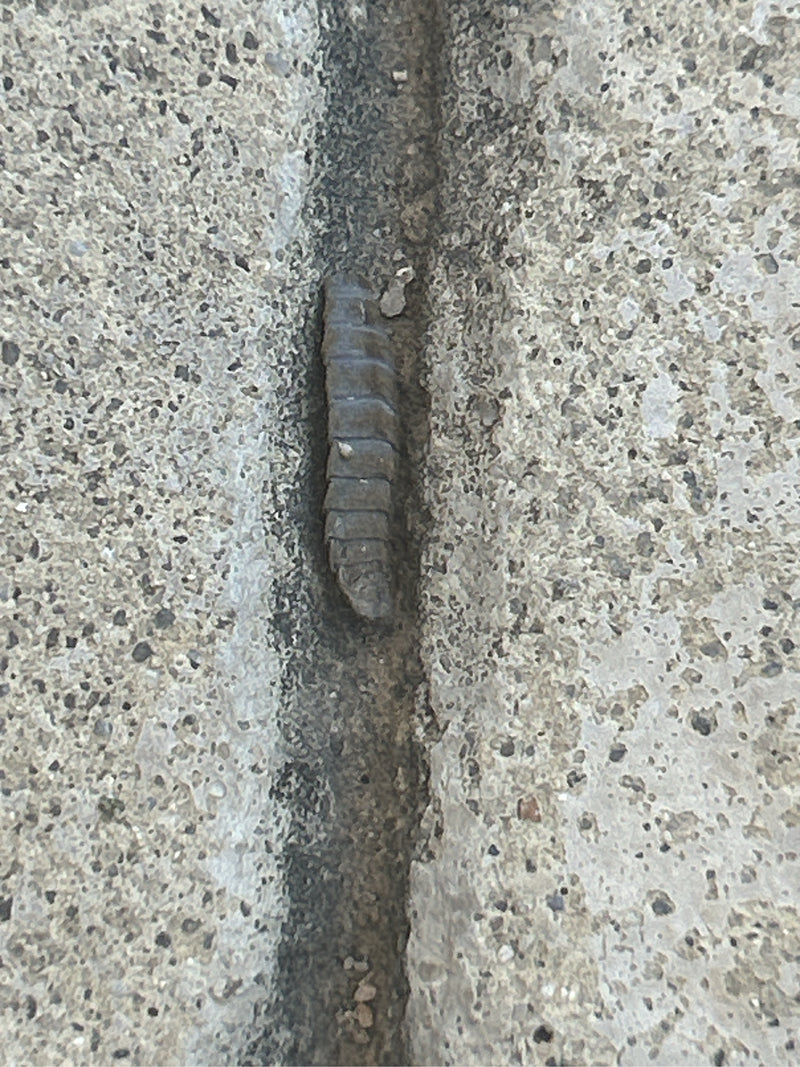 Woodlice da parete (genere) — Bild 1