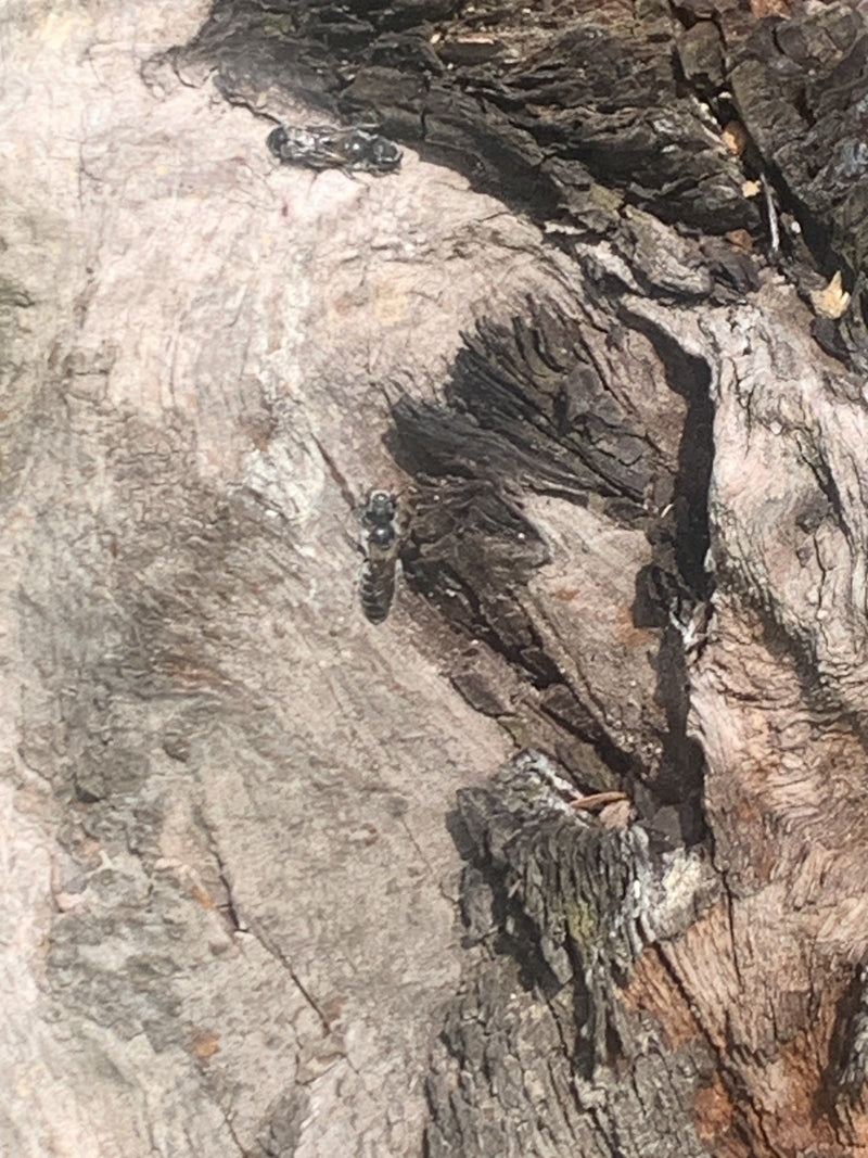 Api muratrici — Bild 2