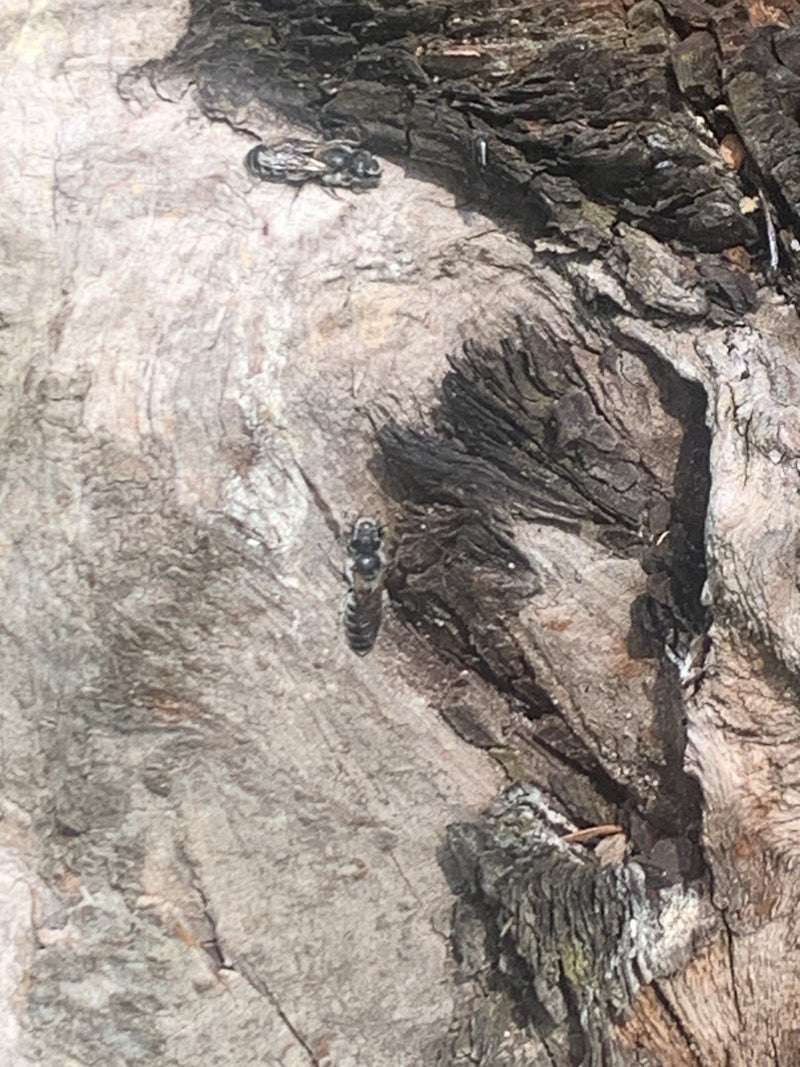 Api muratrici — Bild 1