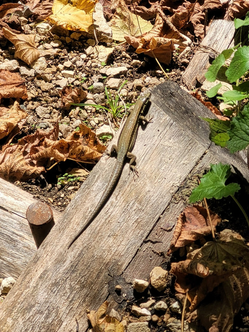 Lucertola muraiola — Bild 1