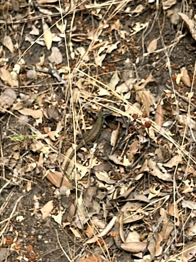 Una lucertola muraiola siede ben mimetizzata su un terreno forestale coperto di foglie secche e ramoscelli. L'animale è a malapena distinguibile dall'ambient...