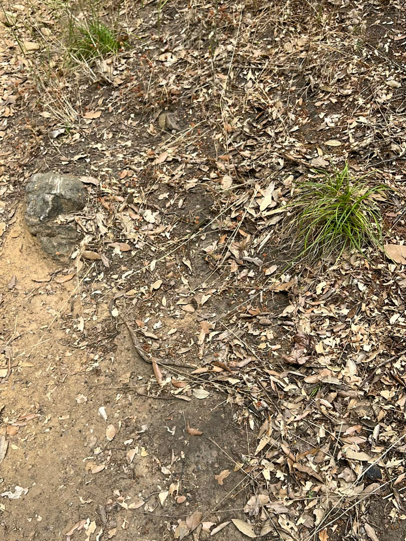 Una lucertola muraiola si trova sul terreno del bosco con foglie secche e piccoli ciuffi d'erba. L'animale è molto piccolo e ben mimetizzato.