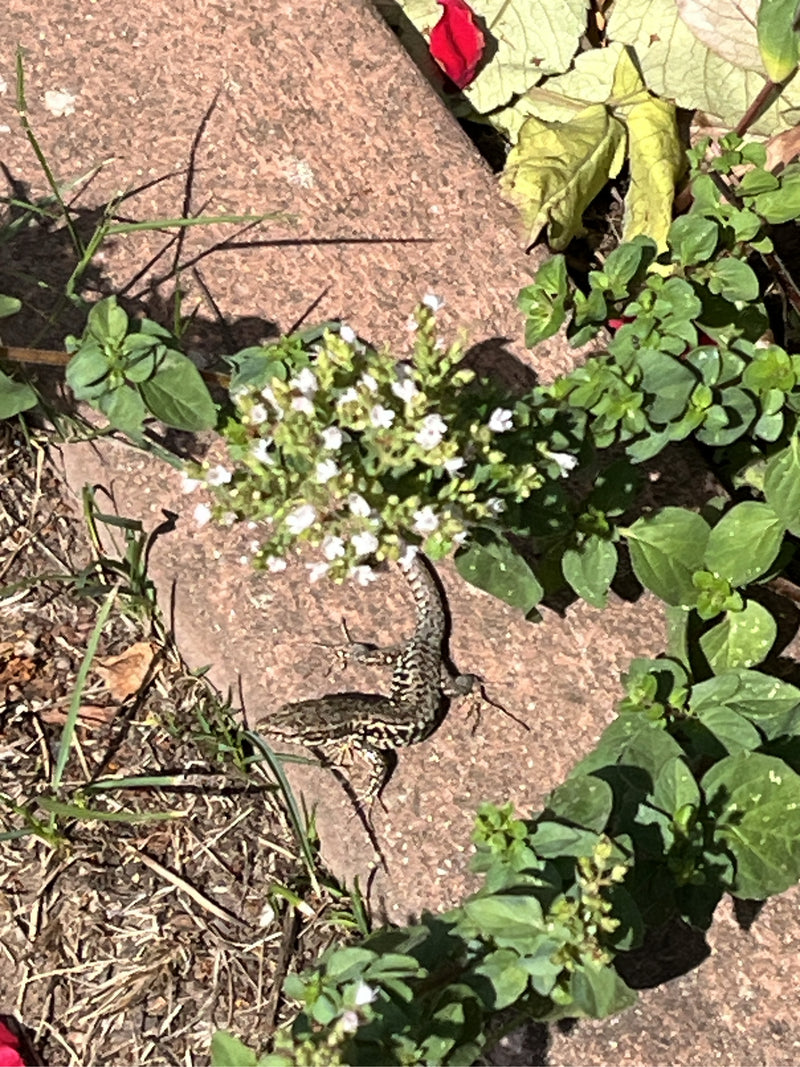 Una lucertola muraiola riposa su una superficie rocciosa, circondata da piante verdi e piccoli fiori bianchi. L'animale è chiaramente visibile dall'alto.