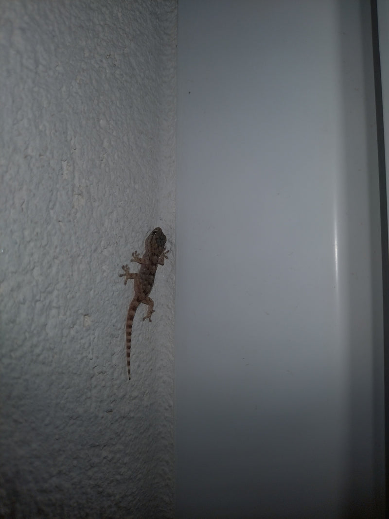 Geco da parete — Bild 1
