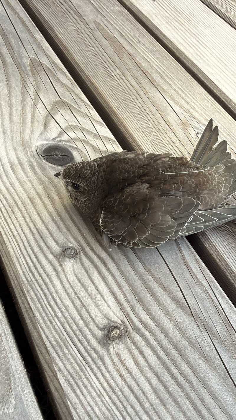 Un rondone comune è seduto su una terrazza di legno. L'uccello riposa a terra.