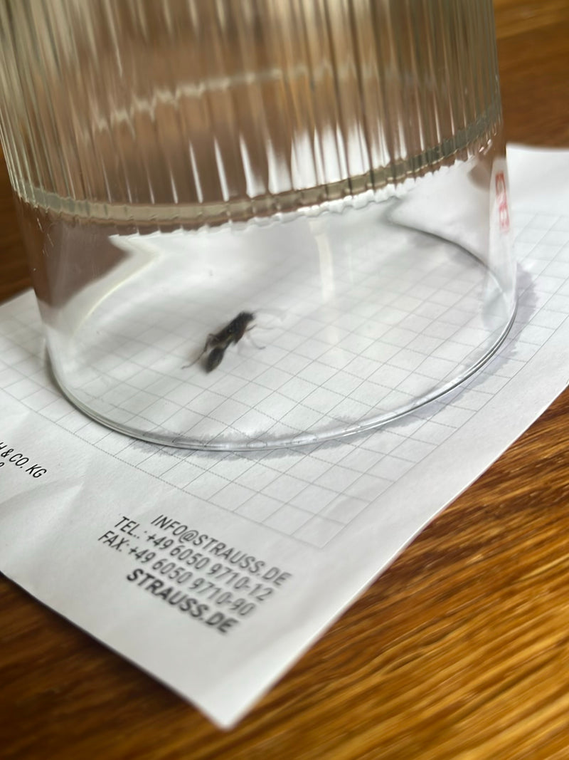 L'immagine mostra un vasaio vespa intrappolato sotto un bicchiere rovesciato su carta a quadretti. L'insetto riposa sulla superficie.