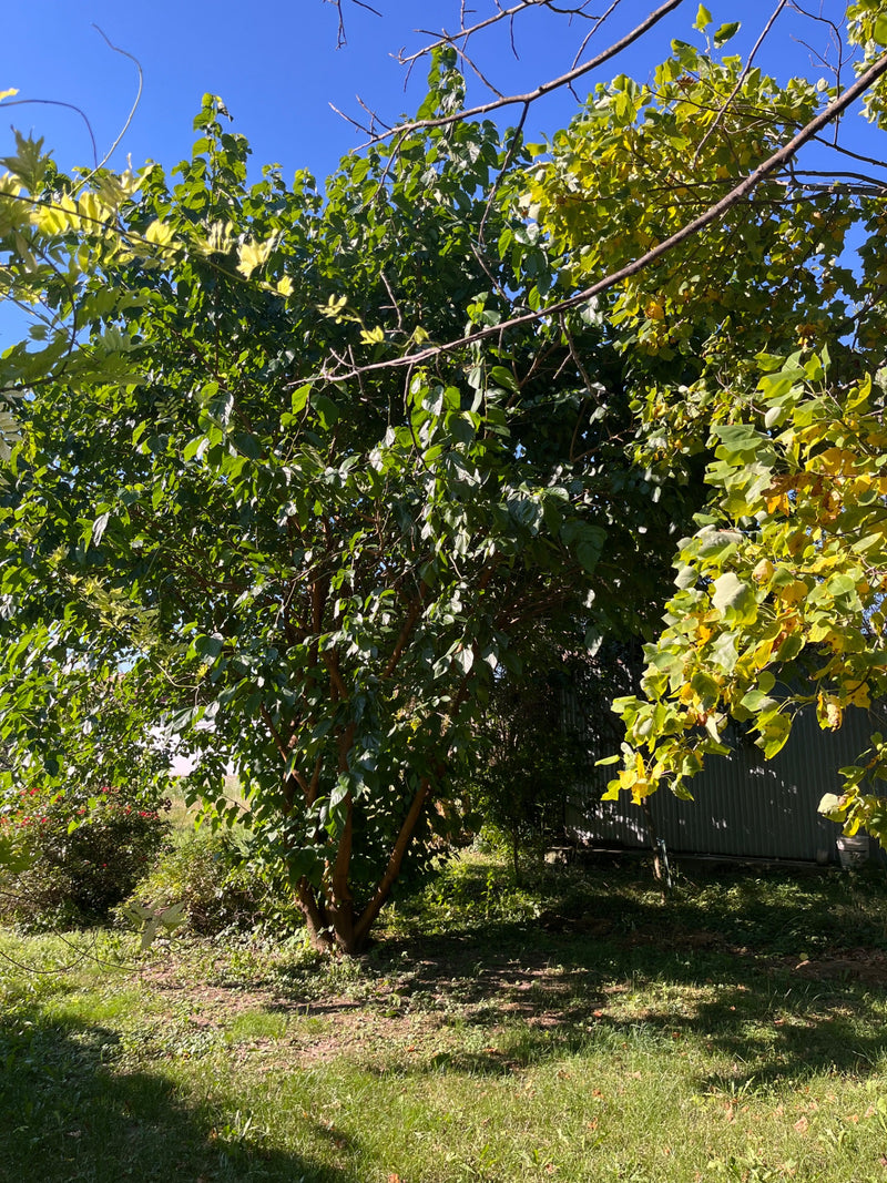 È visibile un gelso adulto con una fitta chioma verde e rami. L'albero si trova in un giardino sotto un cielo azzurro.