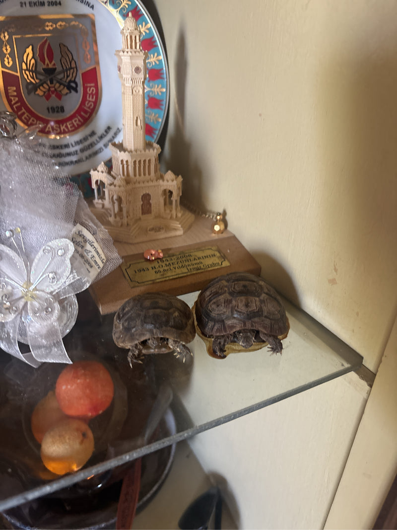 Tartaruga moresca — Bild 1