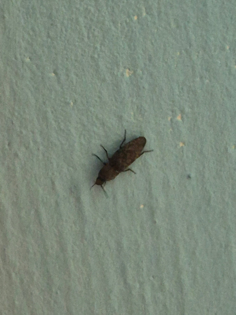 Scarabeo clic grigio topo — Bild 1