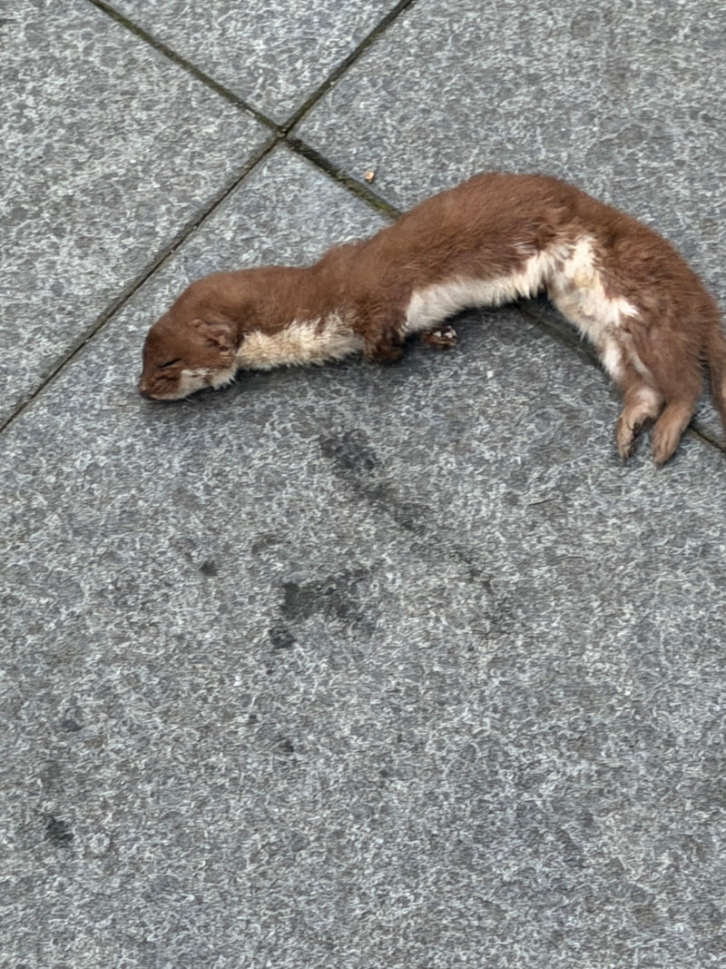 Una donnola giace distesa su una pavimentazione in pietra grigia.