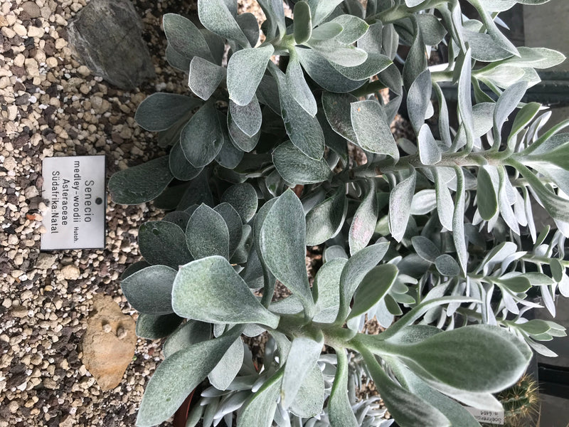 Medley-Wood-Greiskraut — foto 1 di 1