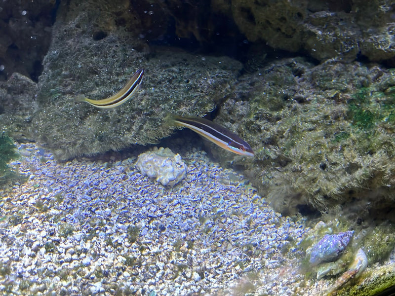 Sirena — foto 1 di 2