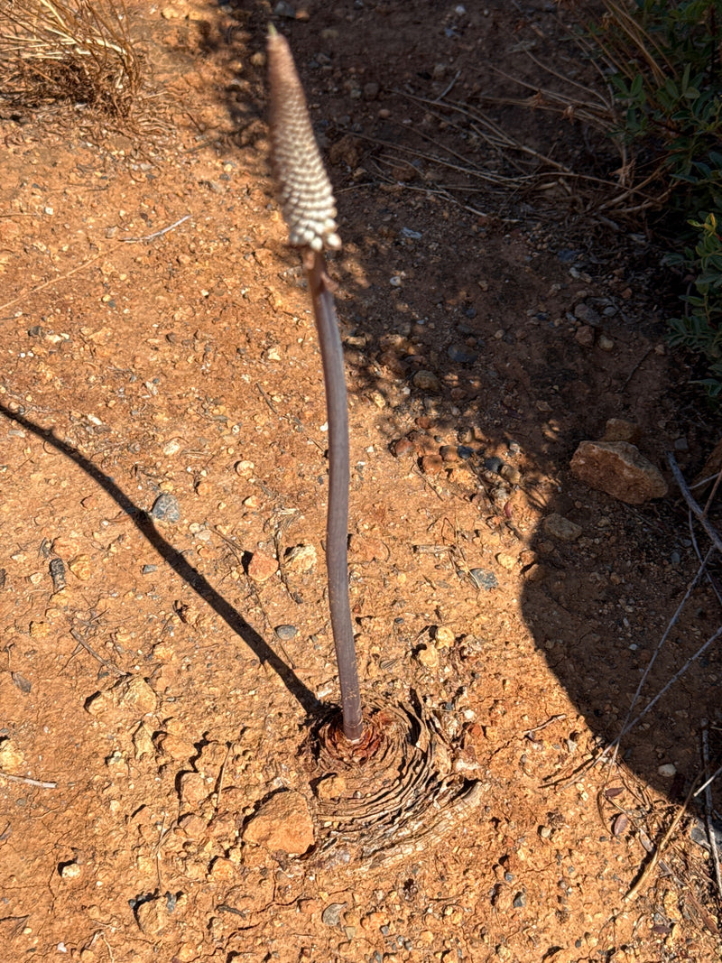 Si vede una cipolla marittima con una lunga infiorescenza eretta che cresce dalla terra asciutta. La pianta è in fase di fioritura su un terreno terroso.