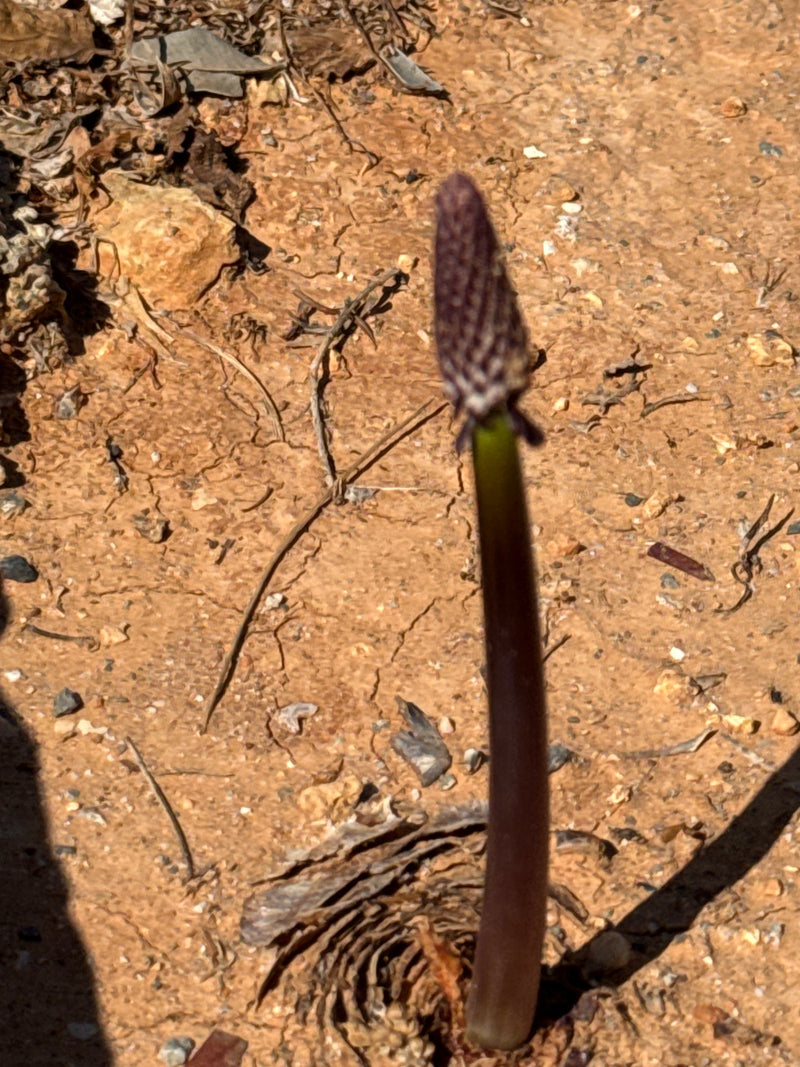 Si vede la giovane infiorescenza ancora chiusa di una cipolla marina che cresce da terreno asciutto.