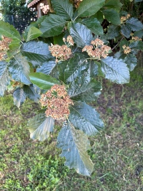 Sono visibili le foglie caratteristiche dentate e i gruppi di fiori o frutti di un albero di farinaccio su un ramo. Lo scatto mostra il ramo su uno sfondo er...