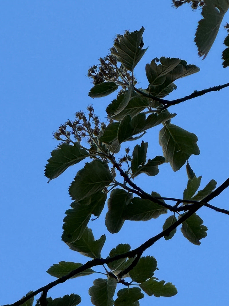 È visibile un ramo di farinaccio con foglie tipiche e infiorescenze sfiorite su uno sfondo di cielo azzurro.