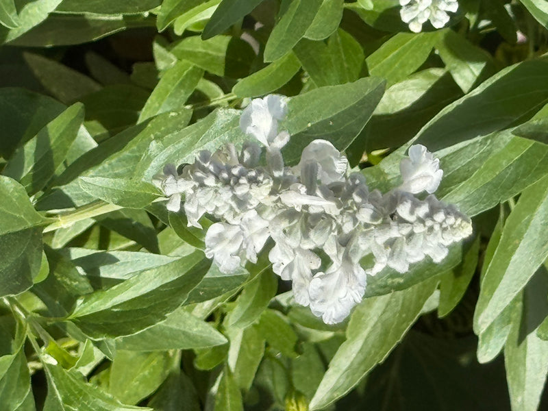 Un primo piano di una salvia farinacea a fiori bianchi circondata dalle sue foglie verdi.