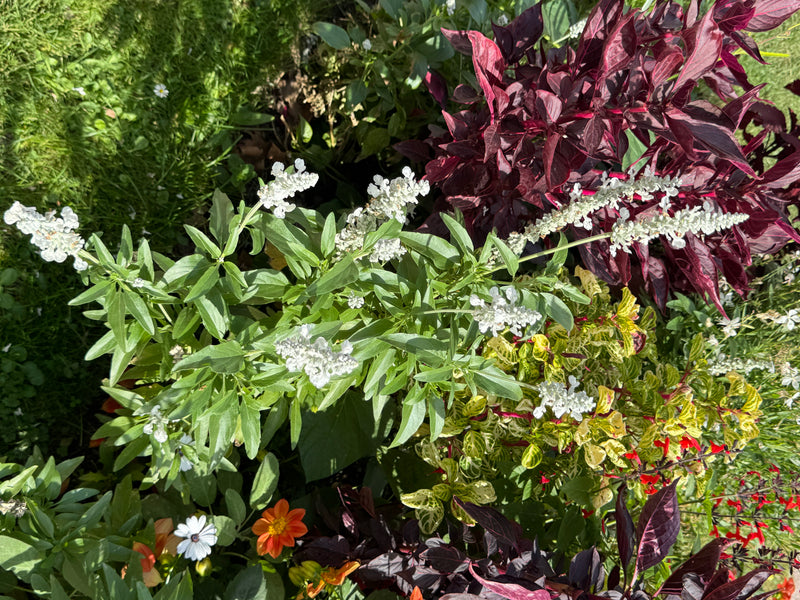Una salvia farinacea fiorita con spighe bianche cresce in mezzo a un'aiuola ornamentale colorata.