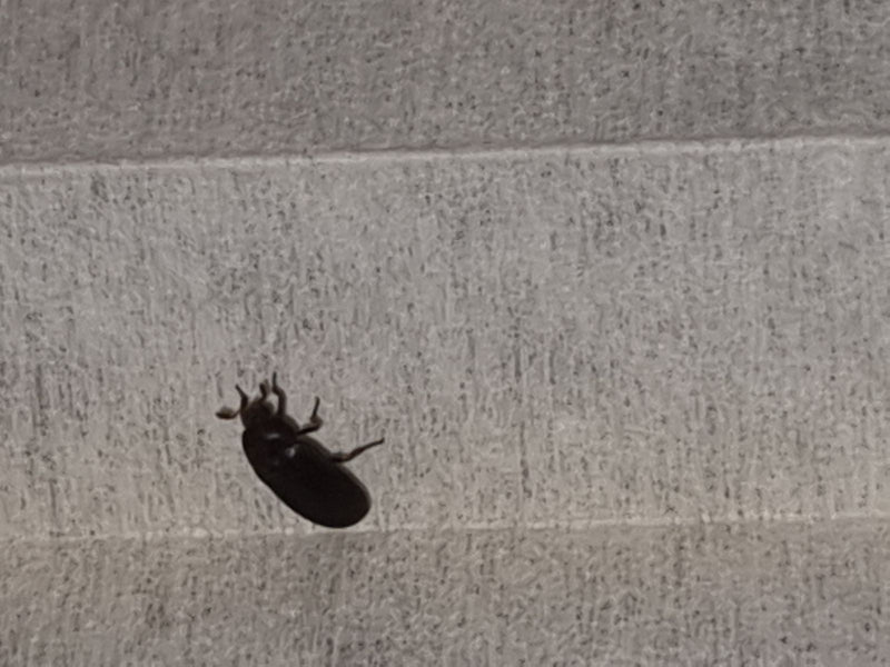 Scarabeo della farina — Bild 1