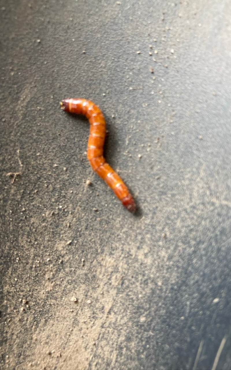 Una larva di tenebrione striscia su una superficie scura. Il corpo allungato marrone-arancio è chiaramente visibile.