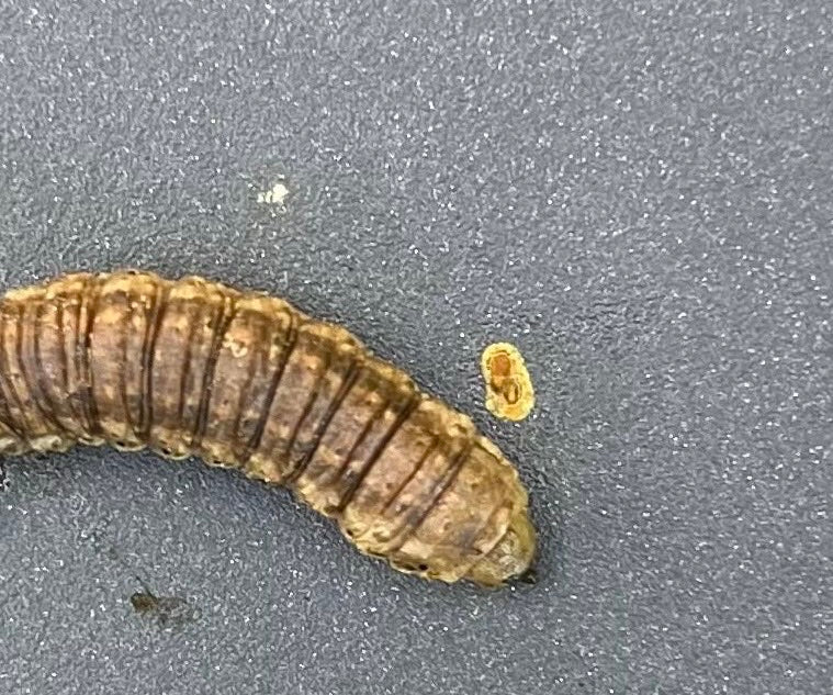 L'immagine mostra la larva di un tenebrione mugnaio su una superficie scura.