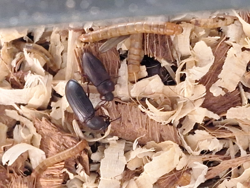 L'immagine mostra diversi tenebrioni mugnai e le loro larve su trucioli di legno chiari. Gli insetti si muovono sul substrat.