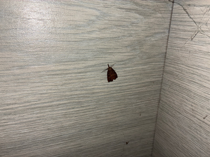 Una tignola della farina riposa su una superficie di legno chiaro. La foto mostra l'insetto dall'alto.