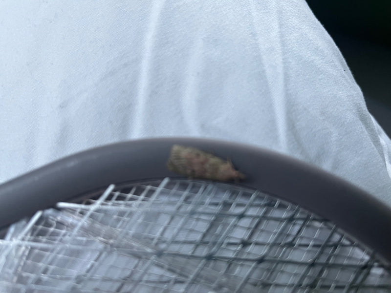 L'immagine mostra una tignola della farina posata sul telaio di una racchetta acchiappamosche. Lo sfondo è una superficie chiara simile a tessuto.