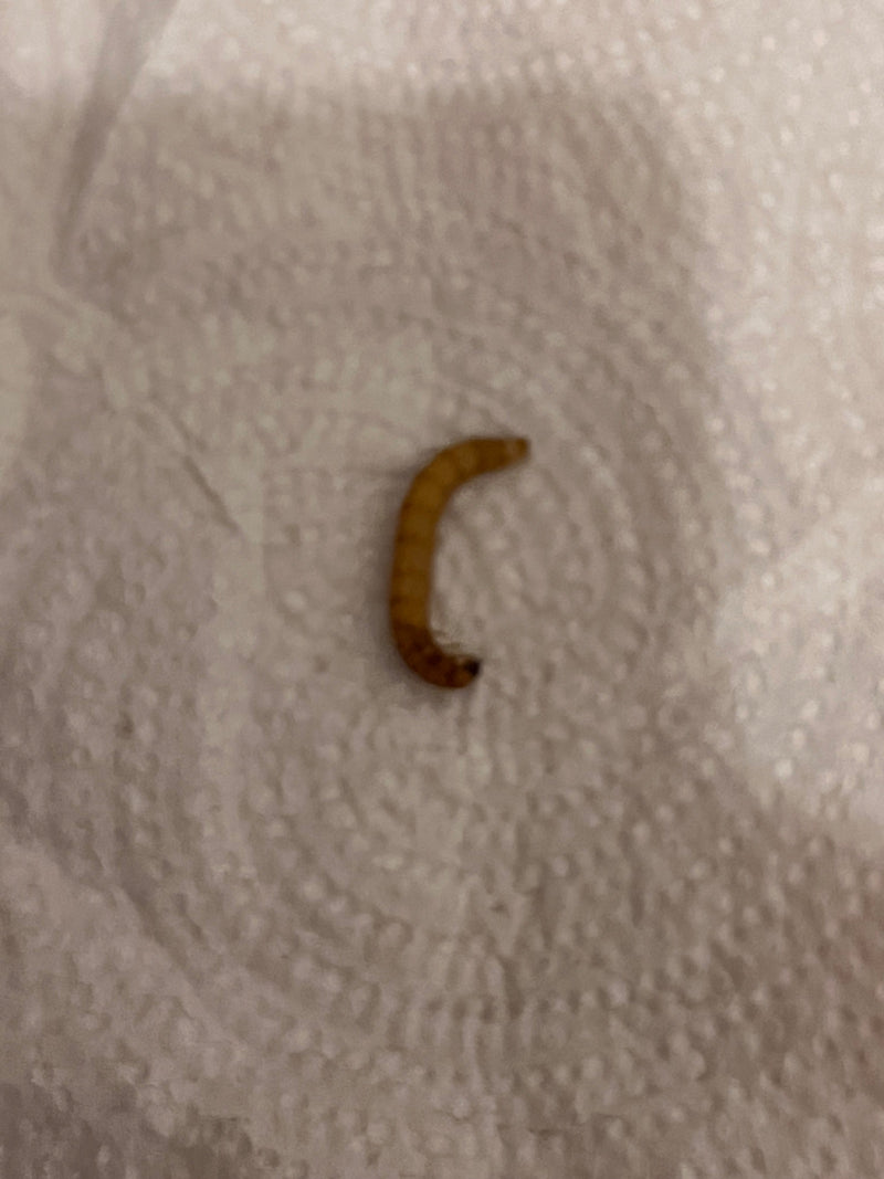 Scarabeo della farina — Bild 2