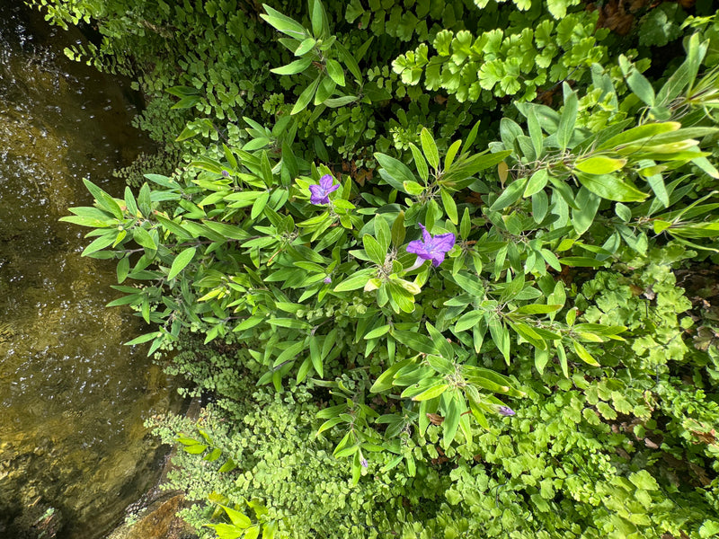 Una petunia messicana con fiori viola e foglie verdi lanceolate cresce sulla riva di uno specchio d'acqua, circondata da felci.