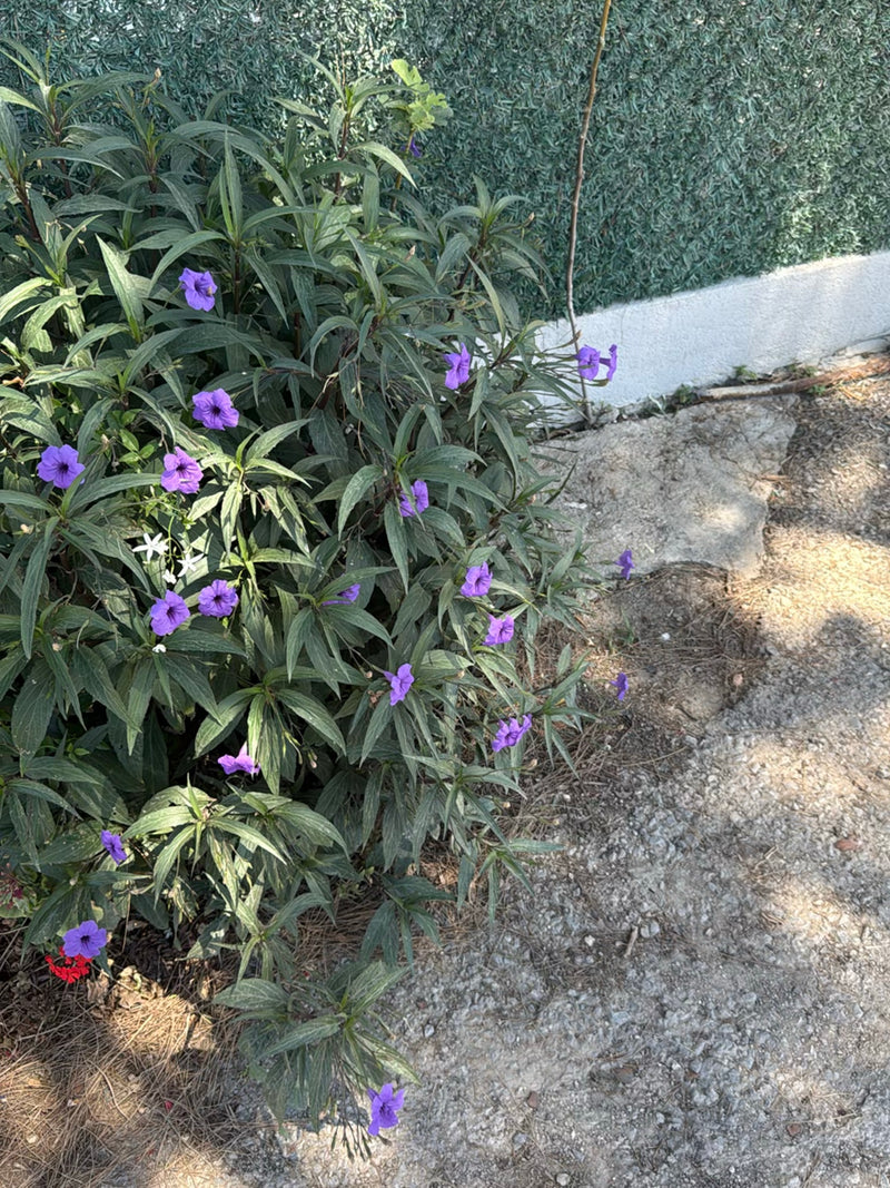 Petunia messicana — Bild 1