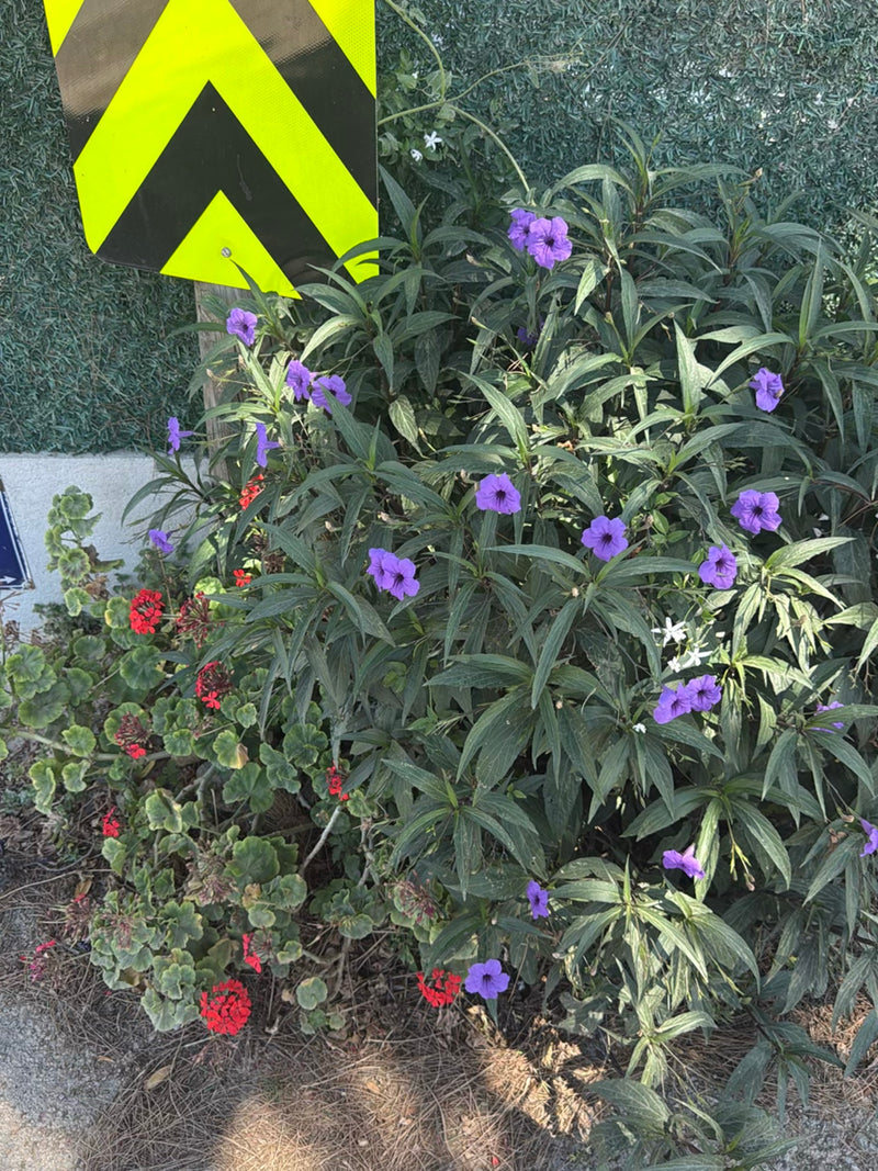 Petunia messicana — Bild 2