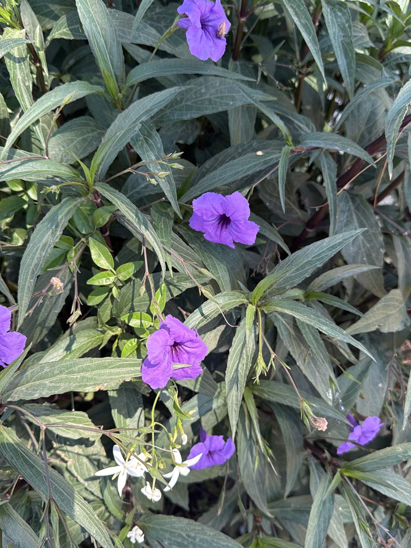 Petunia messicana — Bild 3