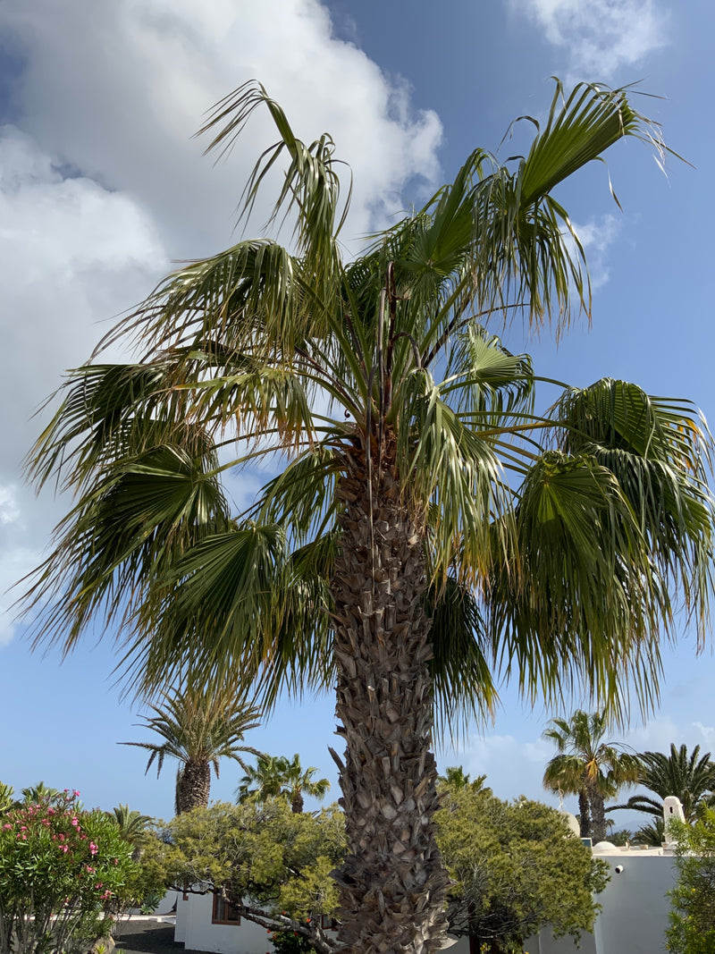 Palma messicana di Washington — Bild 1