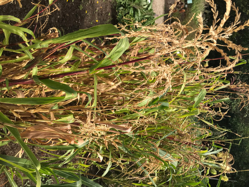 Mexikanischer Mais (Teosinte) — foto 1 di 3