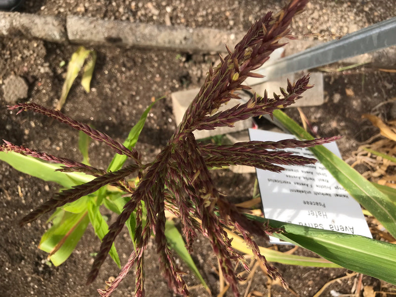 Mexikanischer Mais (Teosinte) — foto 3 di 3