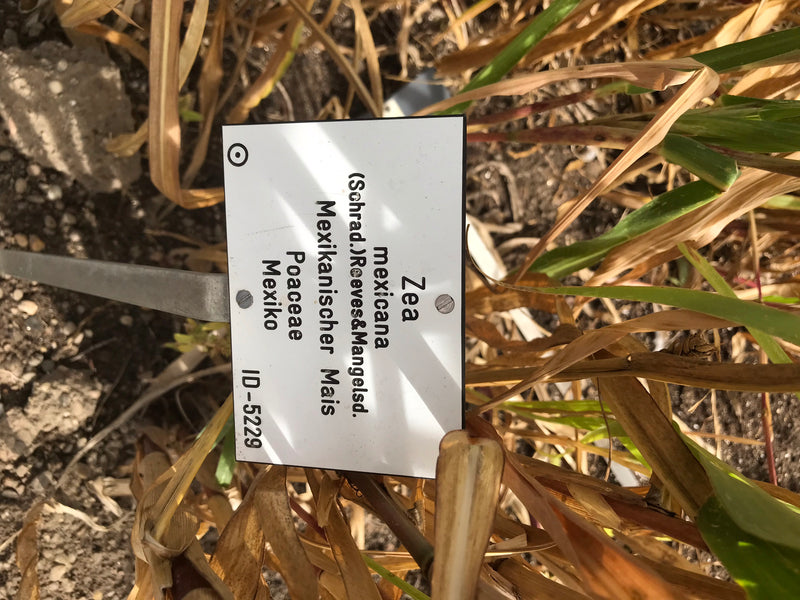 Mexikanischer Mais (Teosinte) — foto 2 di 3