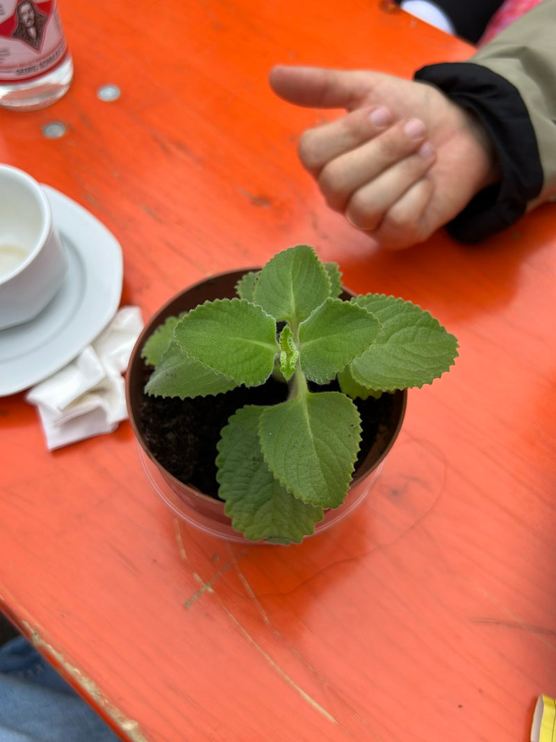 Origano messicano — foto 3 di 3