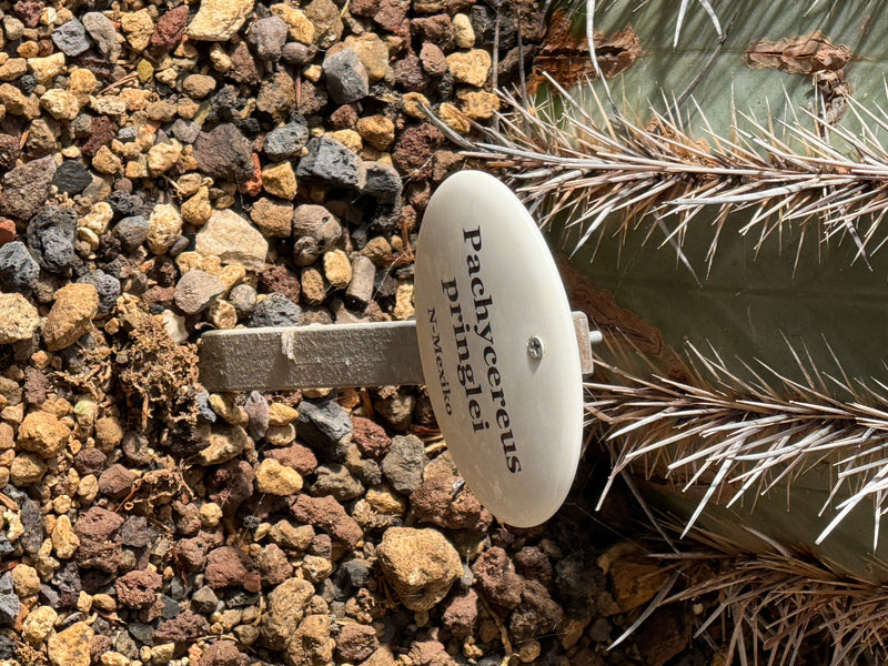 Mexikanischer Riesenkaktus — foto 1 di 2
