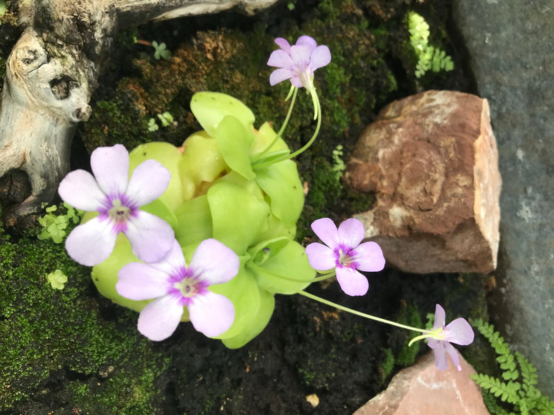 Mexikanisches Fettkraut — foto 2 di 2